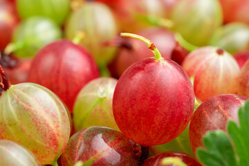 Close up of colorful gooseberries backround. Selective focus