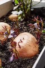 sprouted sweet potatoes in a container for growing seedlings