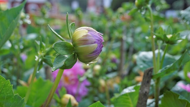 Beautiful flowers of Dahlia pinnata also known as Pinnate, Hypnotica.