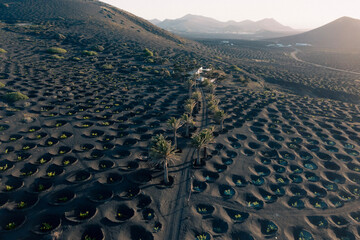 Weinfelder zwischen Vulkanen La Geria Drohne