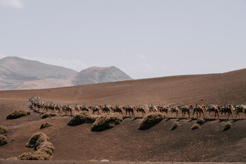 Fototapeta na wymiar Kamele in der Vulkanlandschaft von Timanfaya - Lanzarote Insel 1