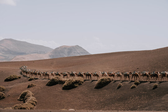 Kamele in der Vulkanlandschaft von Timanfaya - Lanzarote Insel 1