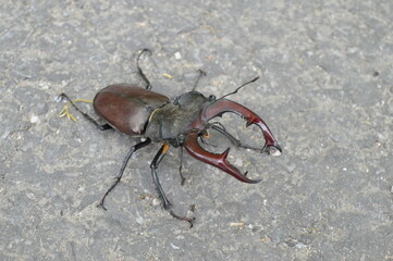 A large specimen of the European Stag beetle with its large claws, a rare insect that lives in the oak forest across Europe