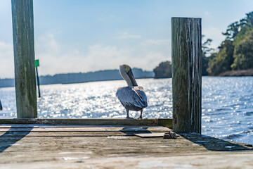 Brown pelican