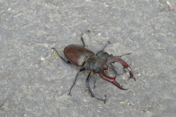 A large specimen of the European Stag beetle with its large claws, a rare insect that lives in the...