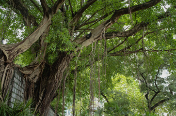 Obraz premium tree in the woods