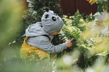 A preschool boy explores nature. A small child looks at a fern leaf. Summer holidays for curious children in the forest.