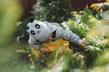 A preschool boy explores nature. A small child looks at a fern leaf. Summer holidays for curious children in the forest.