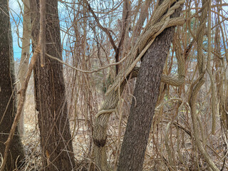 Twisted vine wrapped around a tree trunk in spring woods
