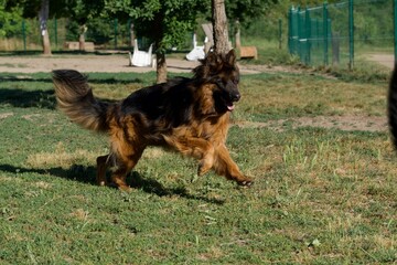 Beautiful running young old german shepherd dog on an offleash dog park at Lacroix Laval park near Lyon, France