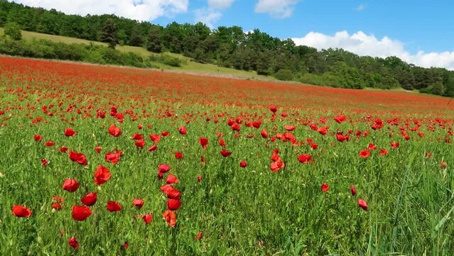 Poppy field in the French countryside near Paris - Poppies waving in the wind on a sunny day.