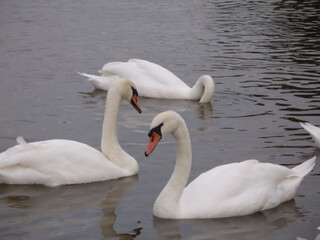 Three Swans on a Dark River