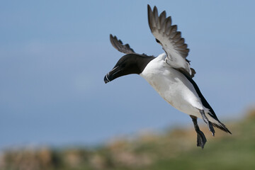 Razorbill (Alca torda) coming in to land on the coast of Great Saltee Island off the coast of...
