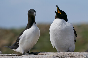 Fototapeta premium Pair of Razorbill (Alca torda) on a cliff on Great Saltee Island off the coast of Ireland.