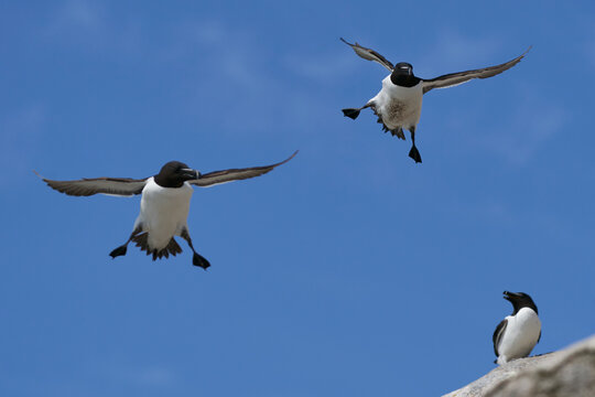 Razorbill (Alca torda) coming in to land on the coast of Great Saltee Island off the coast of Ireland.