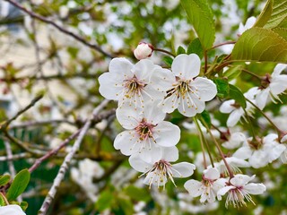 cherry tree blossom
