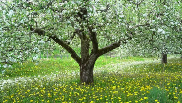 perspective view of blossomed apple tree row arranged in fruit orchard with green grass during may spring season