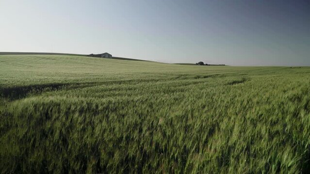 Green winter wheat growing in sprawling picturesque field, swaying in wind