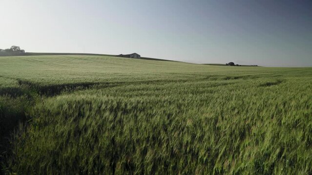 Green wheat growing in vast farmland field on windy spring day, Pan Right