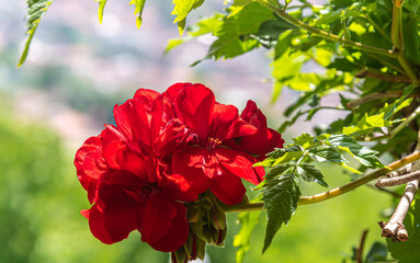Hibiscus Rosa-Sinensis