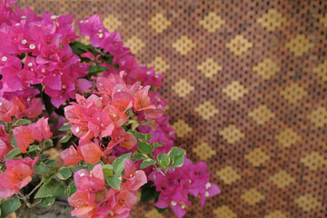 Beautiful mix colors bougainvillea flowers in red, orange and pink magenta with green leaves