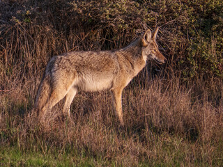 Naklejka na ściany i meble Coyote in field looking towards right, Point Reyes CA