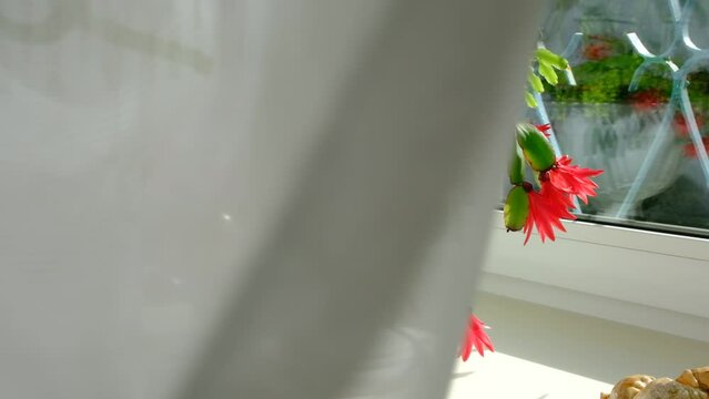 Epiphytic Cactus Schlumbergera bloom on white window sill. Christmas cactus  with red flower