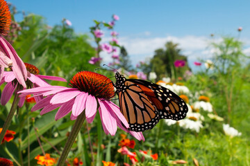 Beautiful Monarch Butterfly pollinates flowers in colorful botanical garden during migration