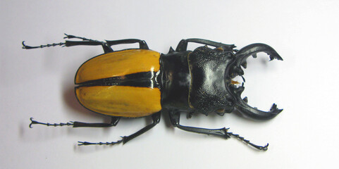 Beetle isolated on white. Large indonesian stag beetle Odontolabis Ludekingi isolated. Collection...
