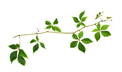 Obraz premium Parthenocissus twig (wild grape) with green leaves isolated