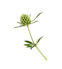Set of flower and leaves of eryngium isolated