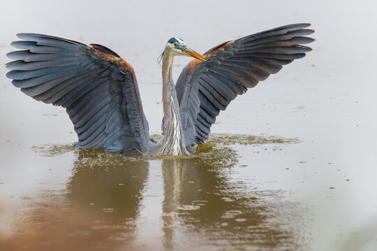 Great blue heron. Spreading wings around its body while landing on water .Ardea herodias.
