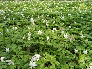 spring with forest #2
