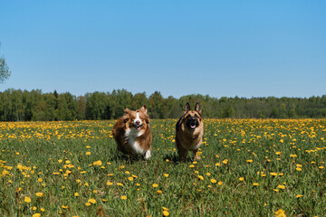 Naklejka na ściany i meble Funny and active pets. German and Australian Shepherd dogs are running merrily in field of yellow dandelions on sunny spring day. Two purebred dogs among wild flowers.