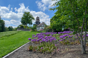 Patch of blooming Giant Onions in Public Park Nordpark in Wuppertal