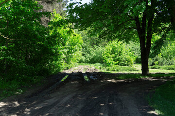 Obraz premium A dusty country road in a forest with big green trees
