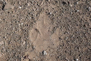 Gardinen Nashorn Rhino prints in the sand  © Jennifer de Montfort
