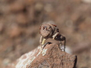 Namibian stone grasshopper