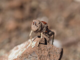 Namibian stone grasshopper