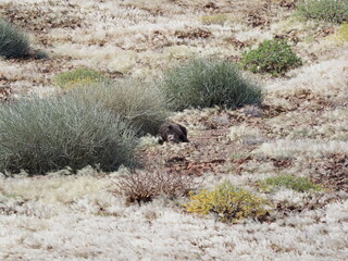 Black Rhino in the Namibian desert