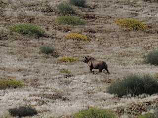 Black Rhino in the Namibian desert