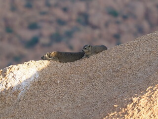 Two rock dassies
