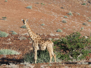 Desert pregnant giraffe