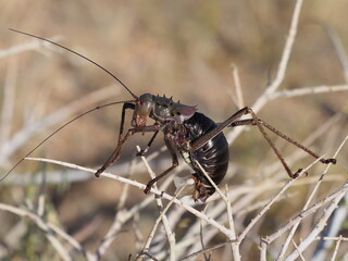 Armoured ground cricket in Namibia