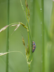 Marienkäfer Larve