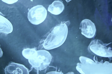 Naklejka premium Aurelia aurita also called moon jellyfish, moon jelly or saucer jelly swimming in Aquarium jelly fish tank