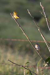 birds