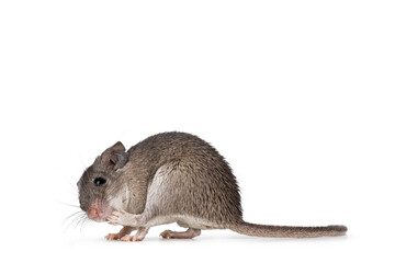 Cute Cairo spiny mouse aka acomys cahirinus, standing side ways with one paw in mouth. Isolated on a white background.