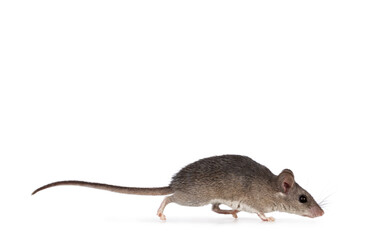 Cute Cairo spiny mouse aka acomys cahirinus, standing side ways with one paw in mouth. Isolated on a white background.