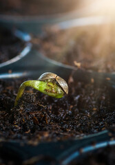 Baby cannabis plant growing at outdoor planting. Concept of cannabis plantation for medical and business